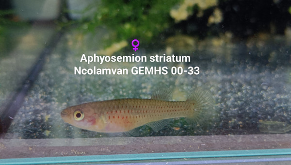 Aphyosemion striatum Ncolamvan GEMHS 00-33