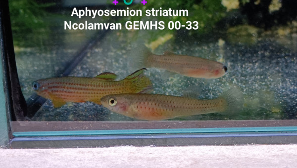 Aphyosemion striatum Ncolamvan GEMHS 00-33