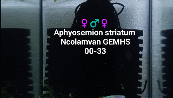 Aphyosemion striatum Ncolamvan GEMHS 00-33