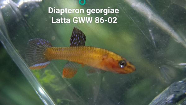 Diapteron georgiae  Latta GWW 86-02