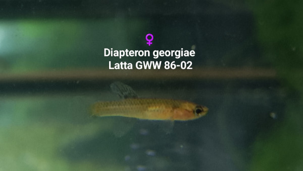 Diapteron georgiae  Latta GWW 86-02