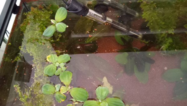 Ajout de plantes flottantes