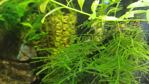 Nouvelle génération