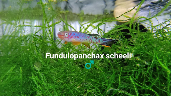 ♂️ Fundulopanchax scheeli