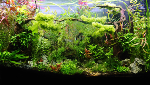 Bornéo S+16 200l après la taille