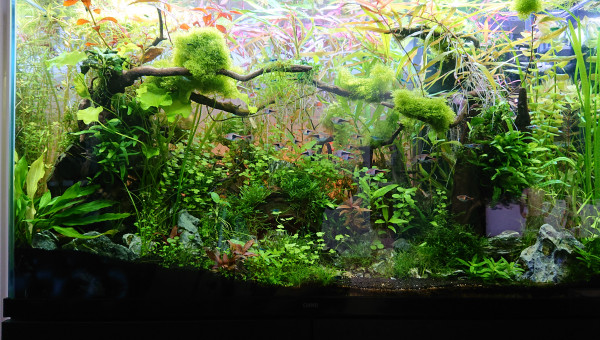 Bornéo S+16  200l avant la taille