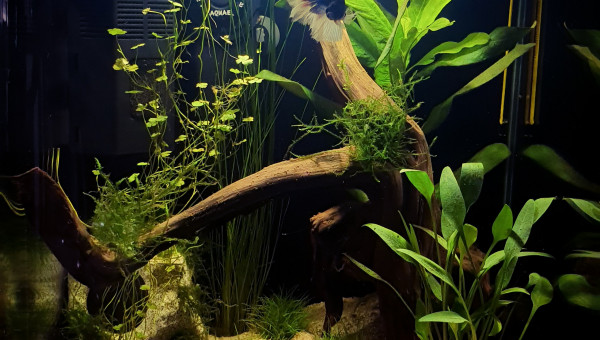 Petits changements pour Neptune