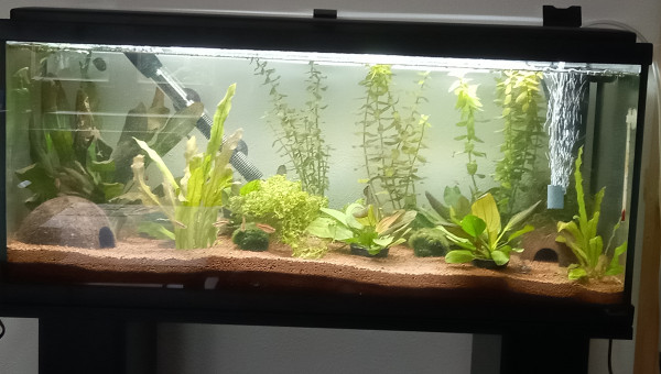 Rajout de quelques plantes supplementaire