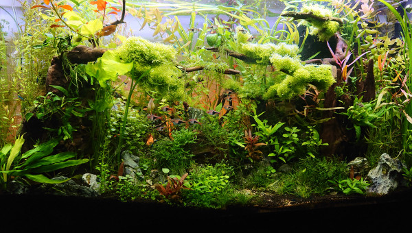 Bornéo S+16  200l communautaire