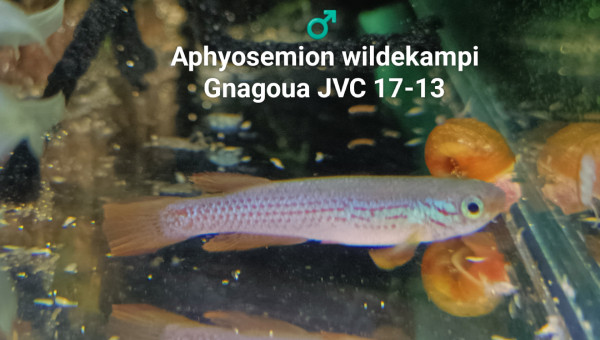 ♂️ Aphyosemion wildekampi Gnagoua JVC 17-13