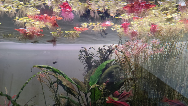 J'aime la Phyllanthus fluitans