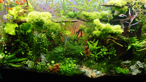 Bornéo S+17 200l communautaire