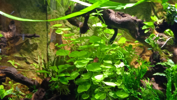 Hydrocolyte leucocephala