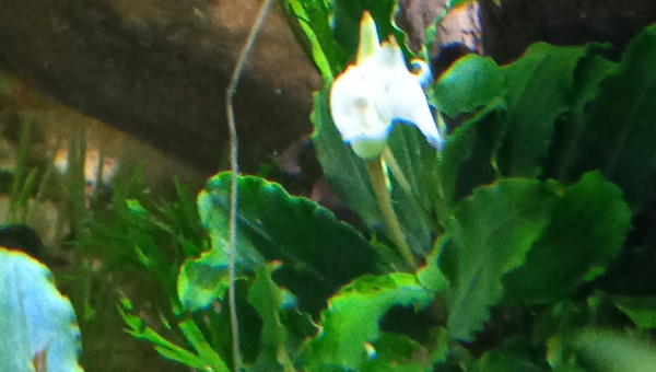 Bucephalandra