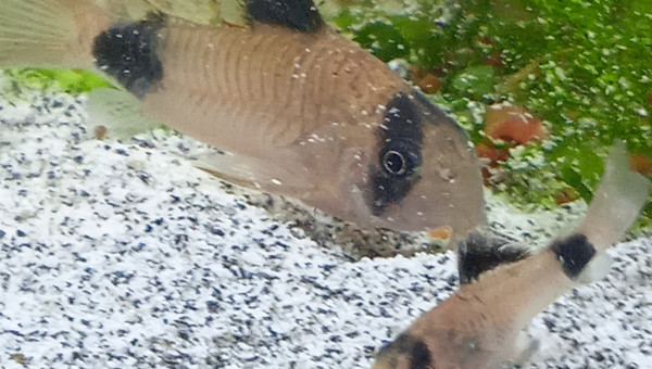 Faut prendre des force pour grandir