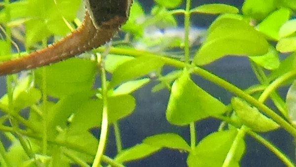 Oeuf sous l'abdomen du mâle