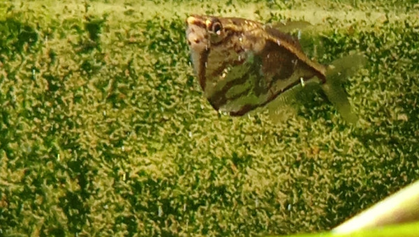 Carnegiella strigata (poisson acheté)