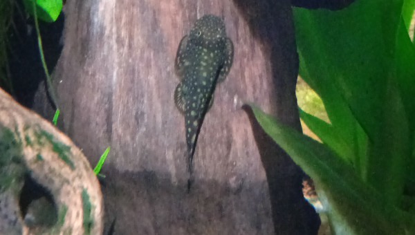 Gastromyzon punctulatus (loche de Bornéo)