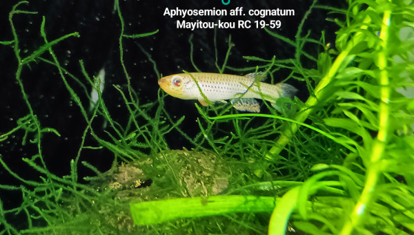 ♂️ Aphyosemion aff. cognatum Mayitou-kou RC 19-59