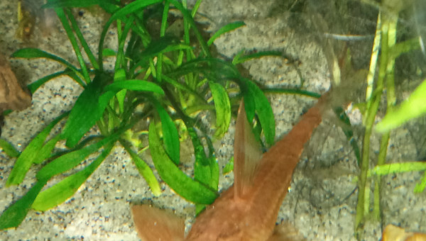 Rineloricaria SP.red ( loricarïdae)