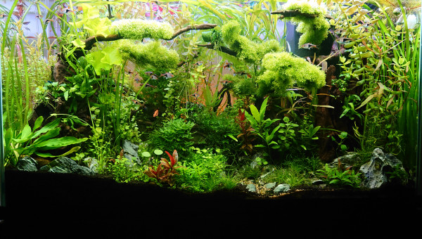 Bornéo S+18 200l communautaire