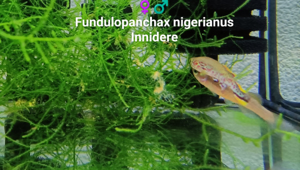 ♀️♂️ Fundulopanchax nigerianus Innidere