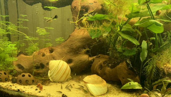 à table les pin's !