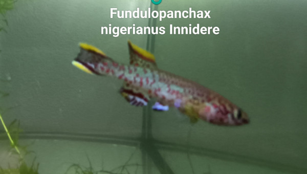 ♂️ Fundulopanchax nigerianus Innidere