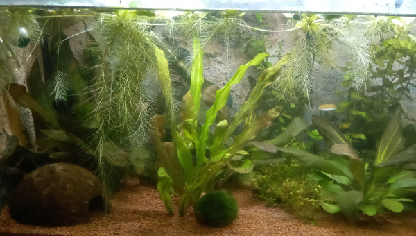 Croissance rapide des laitues d'eau