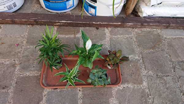 Les plantes d'intérieur