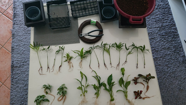 Préparation des plantes.