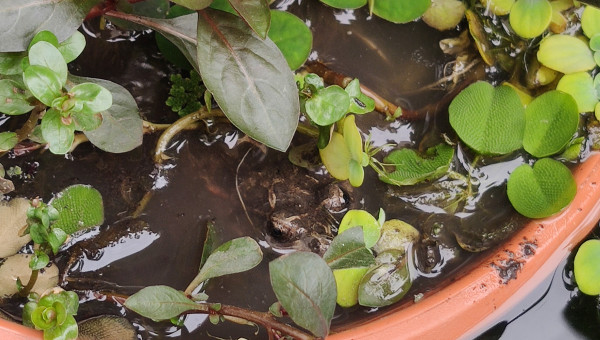 Nouvelle habitante au bassin !