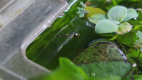 L'alevin killie clown a bien grandi