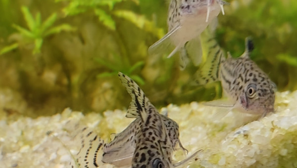 Corydoras julii
