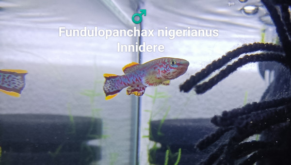 Fundulopanchax nigerianus Innidere