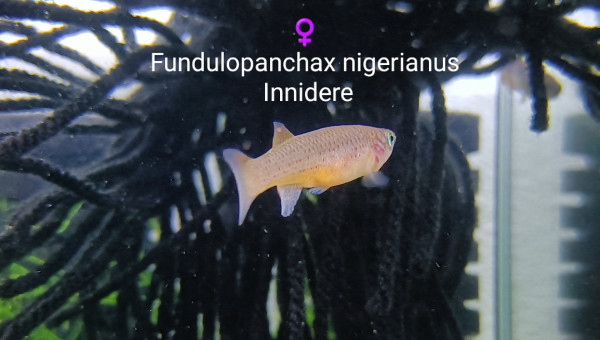 Fundulopanchax nigerianus Innidere
