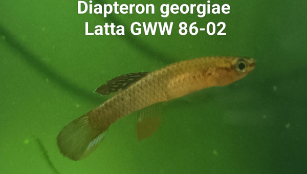 ♂️ Diapteron georgiae Latta GWW 86-02