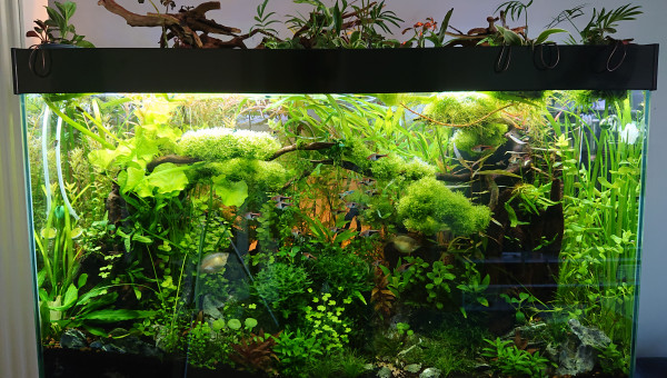 Bornéo S+20  200l communautaire