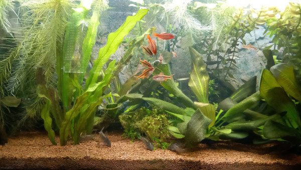 Pastilles Novo de chez JBL