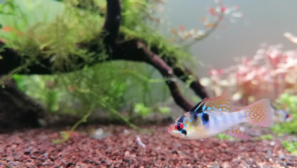 Ajout couple de Ramirezi