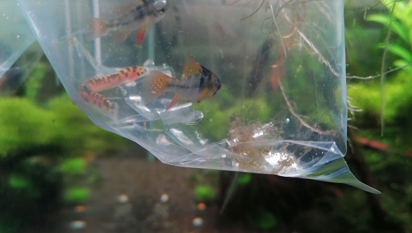 Ajout couple de Ramirezi