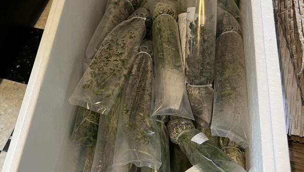 Plantation et remplissage