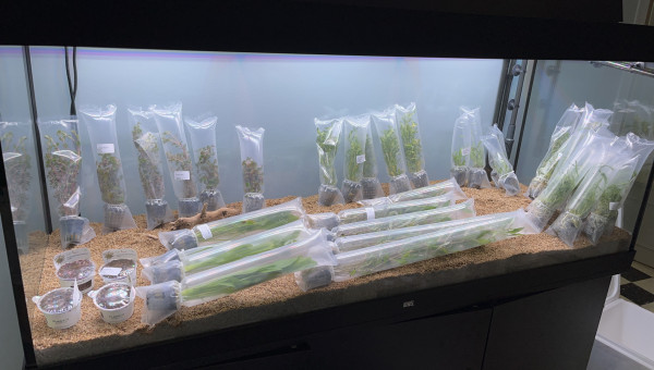 Plantation et remplissage