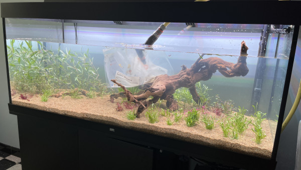 Plantation et remplissage