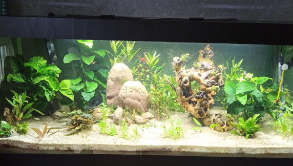 Galerie et plantation