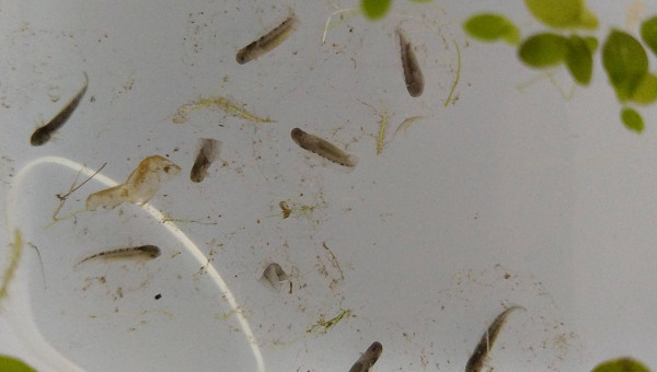 Les oeufs sont arrivés d'Allemagne le 16 mai 2022