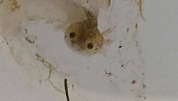 Dans mon oeuf...petite bouille adorable