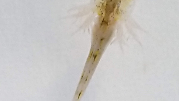 Je suis né le premier et je mesure moins de 1 cm !!!