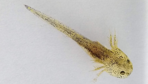 Déjà des couleurs différentes dans la même ponte!