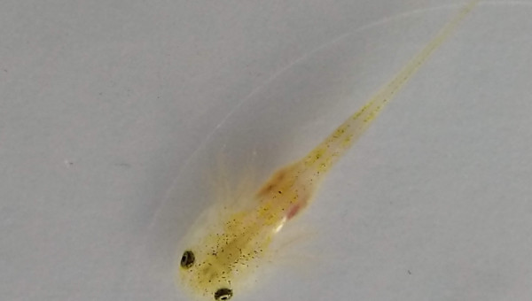 Déjà des couleurs différentes dans la même ponte!